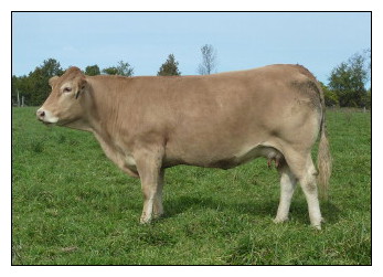 Blonde Cows are the perfect mothers for your growing calves.